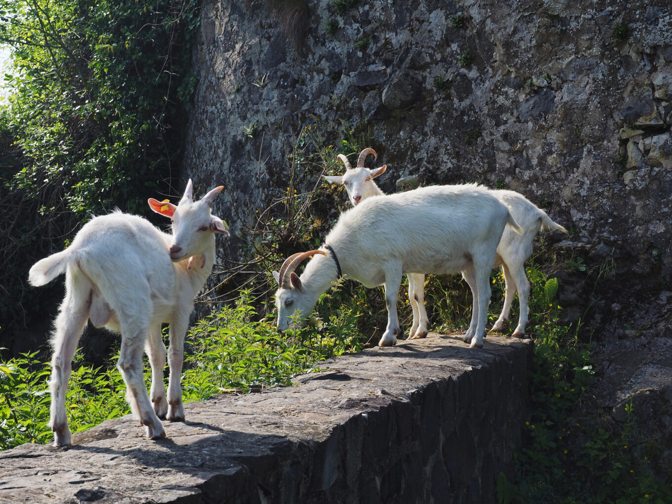 Ruins of Merenberg Castle, goats