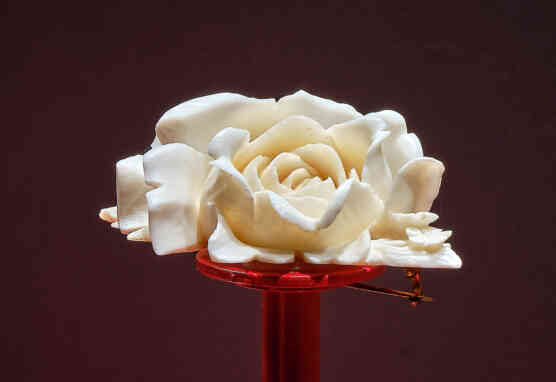 Ivory rose