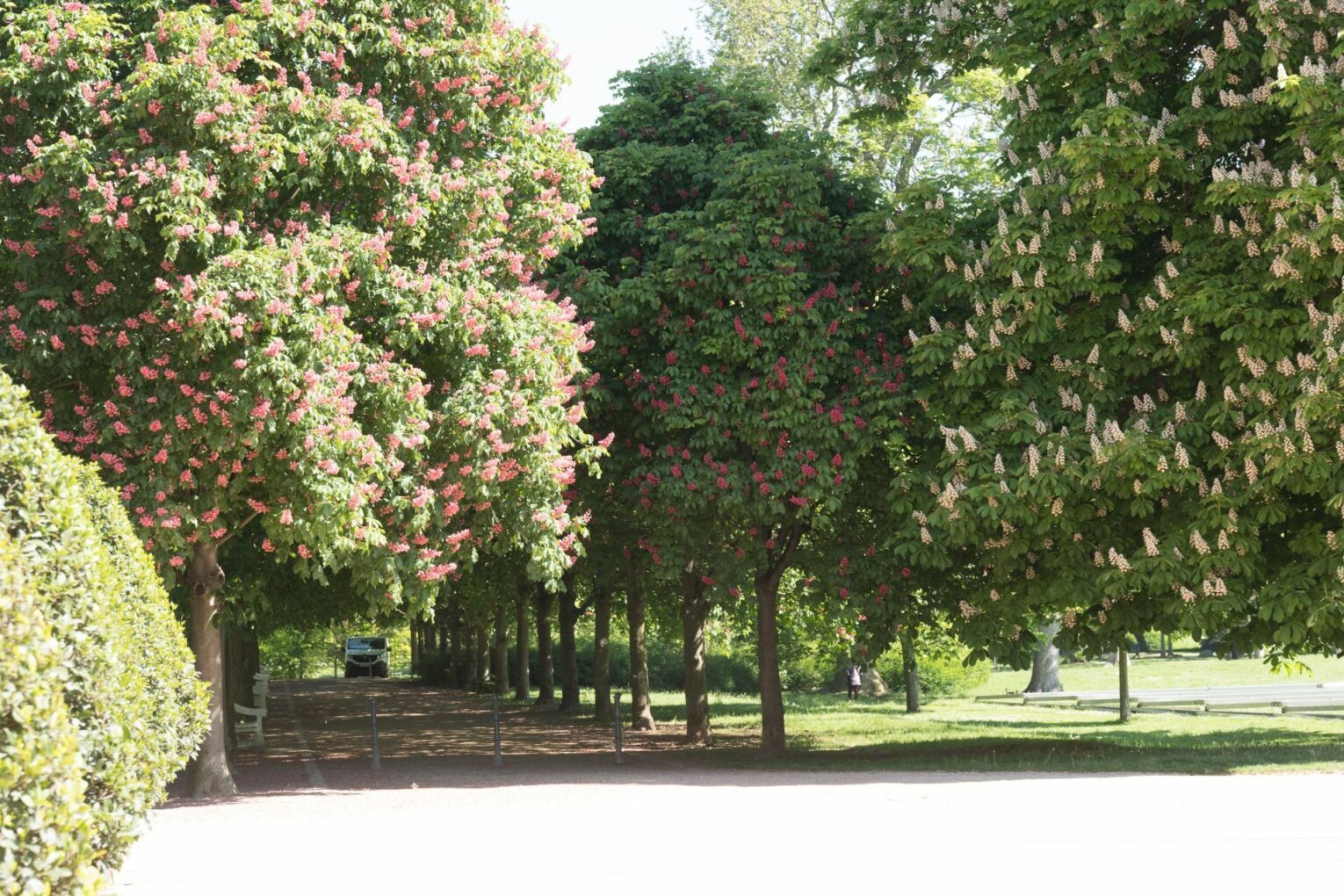 Biebrich Palace Park, parkway