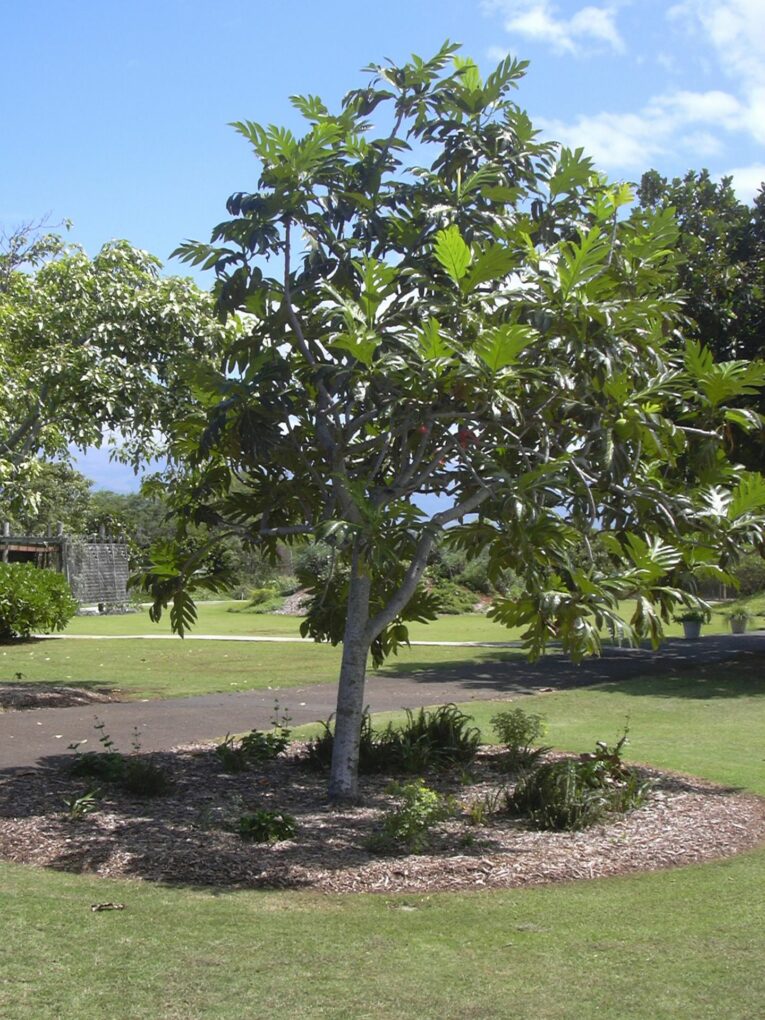 Ein Brotfruchtbaum (Artocarpus altilis) aus der Familie der Maulbeergewächse